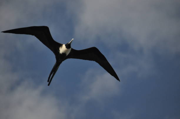 istock Frigate, a bird with a long tail floating in the air against the sky 1078920416