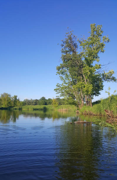 istock Forest lake in the summer afternoon 1078923442