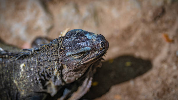 istock Animal Photo 1078931608