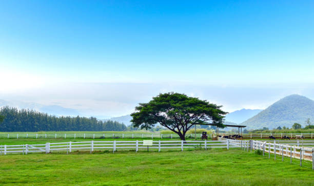 istock Ecology and environment Cow dairy farm meadows trees and mountains. 1078933100