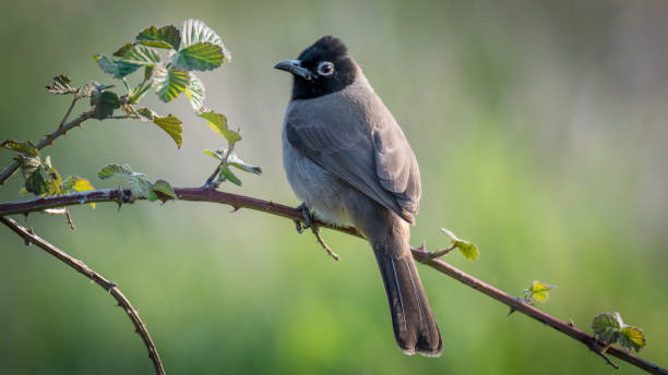 istock Isolated Pycnonotus bird in the wild- Israel 1078934138