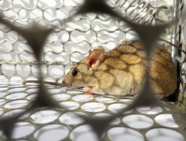 istock Rat in cage mousetrap 1078935956
