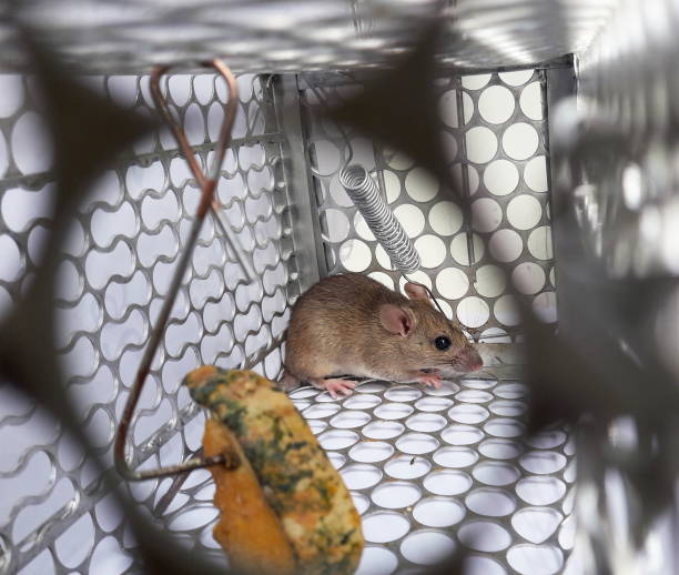 istock Rat in cage mousetrap 1078935966