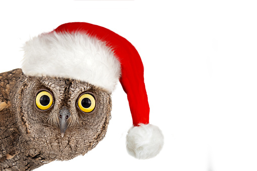 European scops owl, Otus scops, with santa hat. Isolated on white background.
