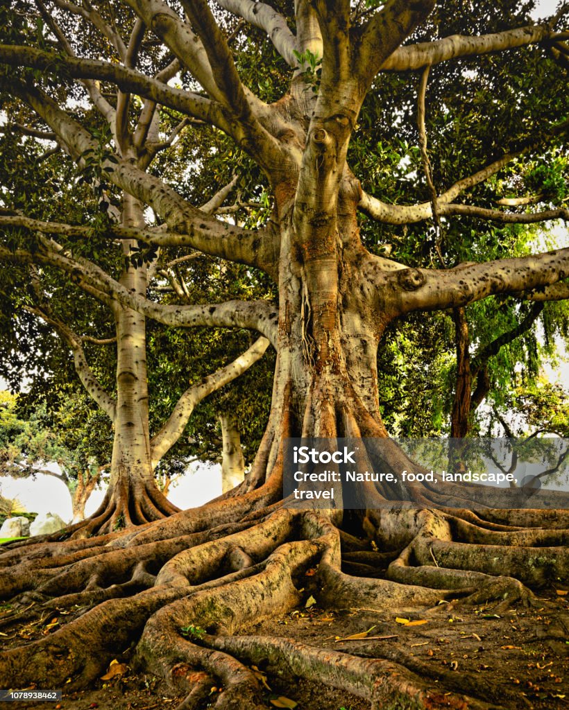 ต้นไม้ที่มีรากใหญ่ ภาพสต็อก - ดาวน์โหลดรูปภาพตอนนี้ - ราก - ส่วนพืช, ต้นไม้,  ใหญ่ - คําอธิบายทางกายภาพ - Istock