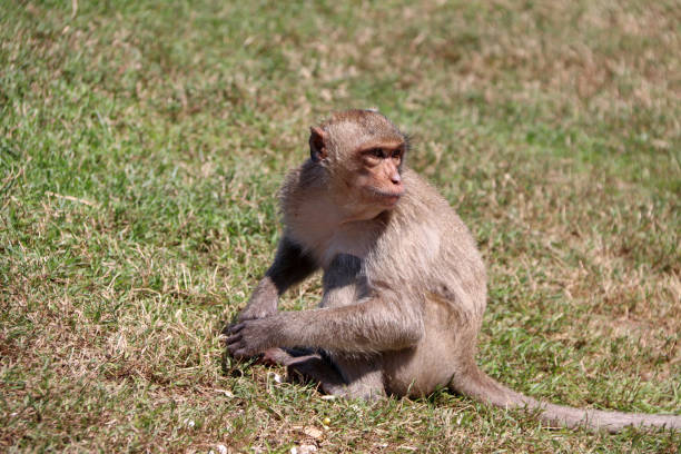 istock Crab-eating Macaque monkey sitting on the greensward. 1078942230