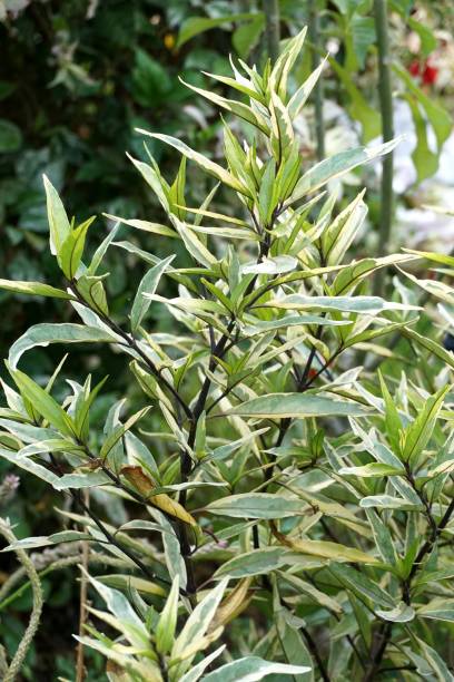 istock fresh green plant in nature garden 1078942726