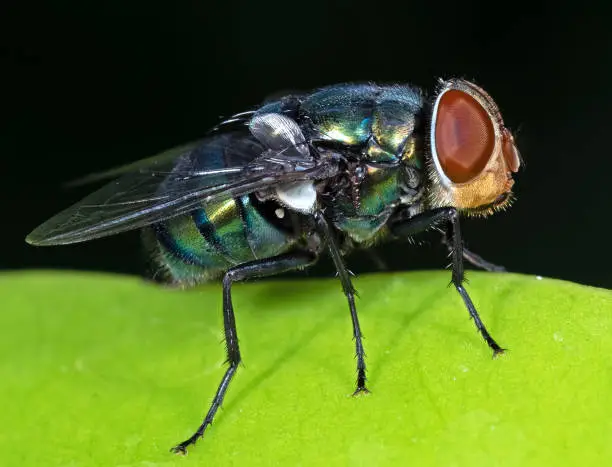 Macro Photography of Blowfly on Green Leaf Isolated on Black Background