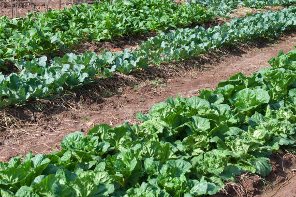 istock green vegetable in garden 1078951330
