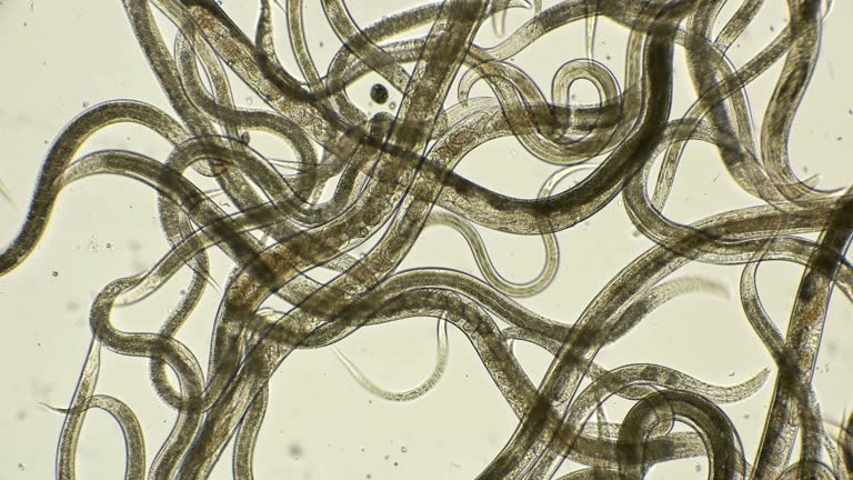 nematode worm colony