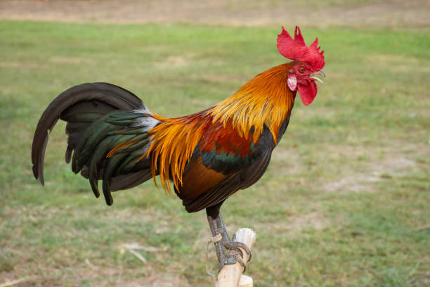 istock Rooster's head shot with green background 1078966996
