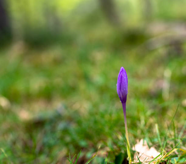 istock Single flower in the summer forest with the unfocused background 1078974232