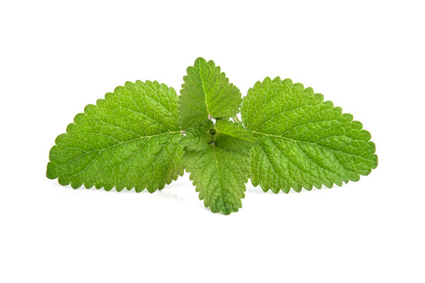 istock Fresh lemon balm bunch isolated on white background 1078974976