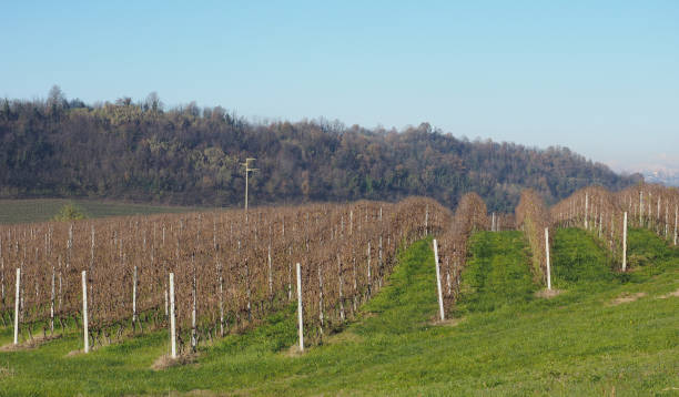 istock Roero hills in Piedmont 1078986198