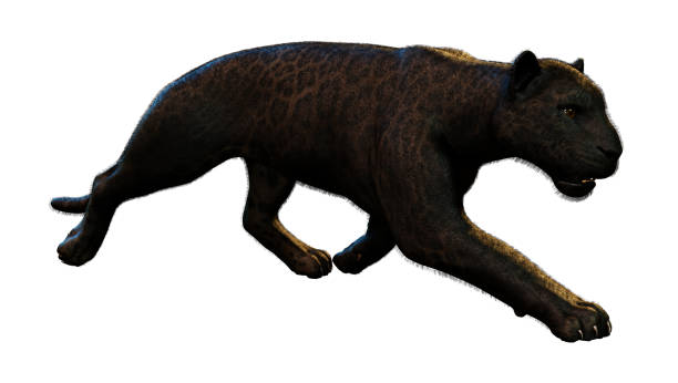 istock 3D illustration big cat black panther on white 1078994856