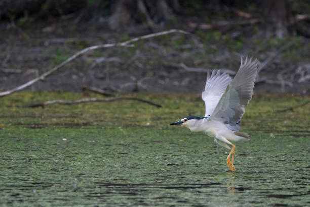 istock kwak; black crowned night heron; Nycticorax nycticorax 1078995246