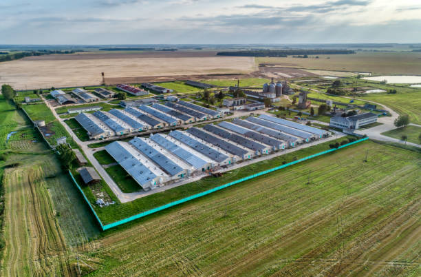 istock Large pig farm. Evening shooting 1078997332