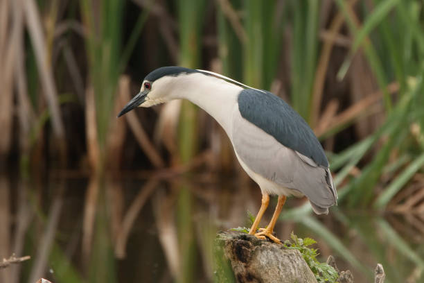 istock kwak; night heron; Nycticorax nycticorax 1078997524