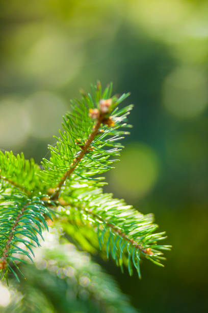 istock Christmas tree branches on blurred background. Spruce needles on green background with bokeh. Blank for Christmas cards. Coniferous forest on sunny day 1079005302
