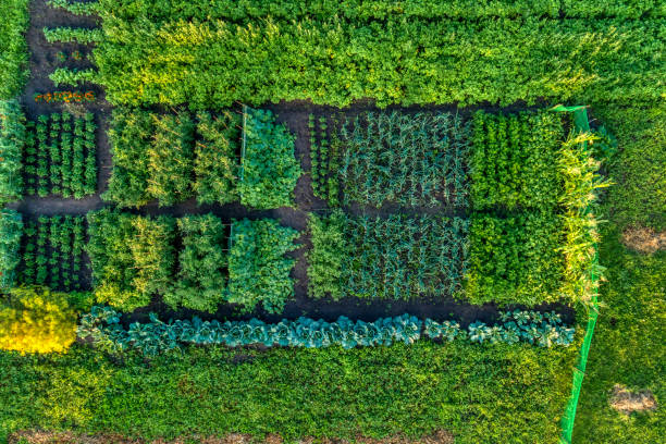 istock Small farm field, growing vegetables. 1079009950