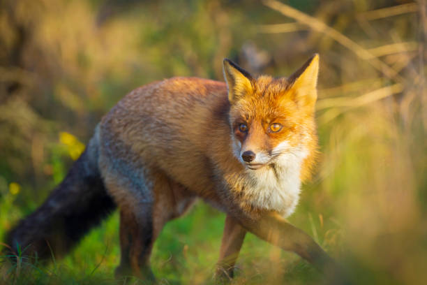 istock Wild red fox Vulpes Vulpes evening sunset 1079020198