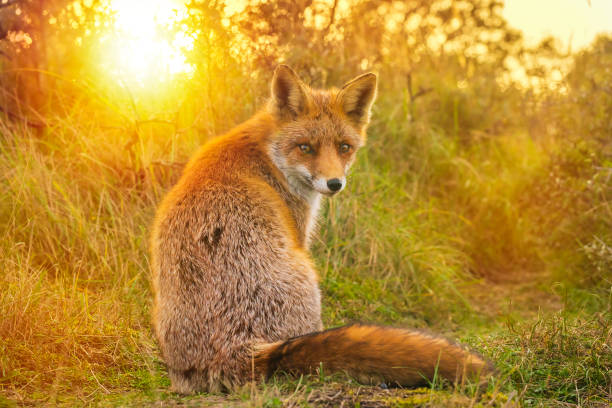 istock Wild red fox Vulpes Vulpes evening sunset 1079020212