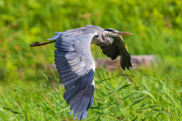 istock Great blue heron Ardea herodias flying, green surroundings 1079020294