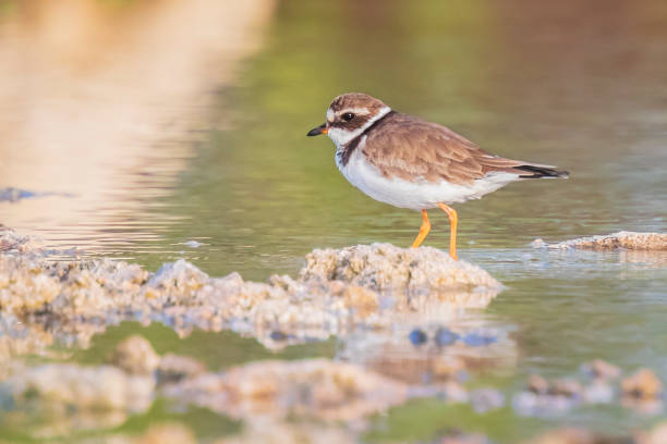 istock Common Ringed Plover Charadrius hiaticula waterfowl bird foraging in between rocks on wetlands 1079020402