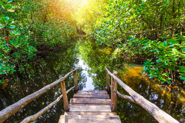 Mangrove forest at Jozani Chwaka Bay National Park, Zanzibar, Tanzania stock photo