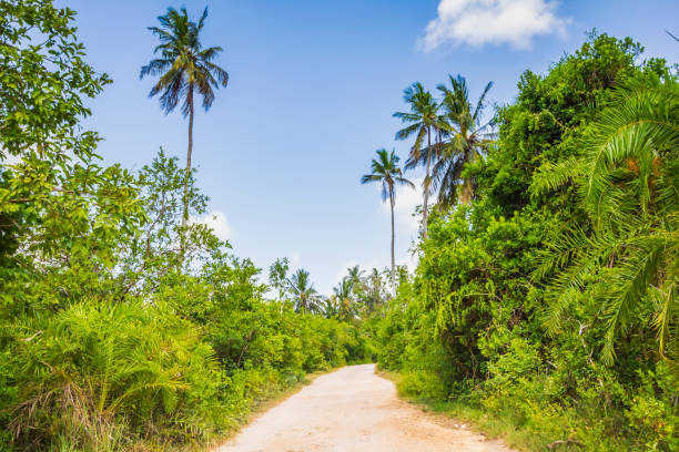 istock Tropical jungle forest with walking path and palm trees on a clear sunny day 1079020548