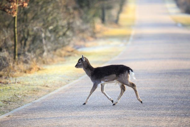 istock Fallow deer fawn crossing a road 1079020678