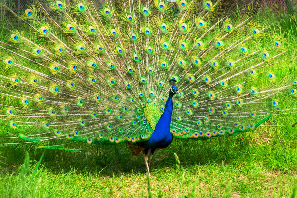 istock Dancing Peacock on Green glass 1079024064