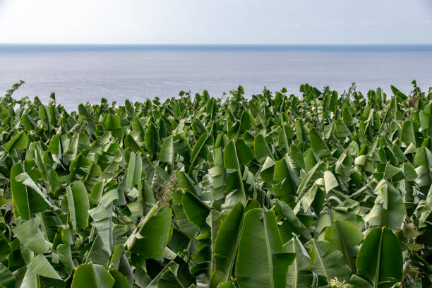 plantation de banane en regardant vers l’océan atlantique, la palma, îles canaries, espagne - banana plantation green tree photos et images de collection