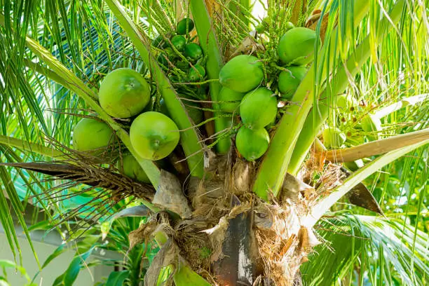 coconut green immature grows high on a palm tree in sunlight lots of fruits source of coconut-water oils