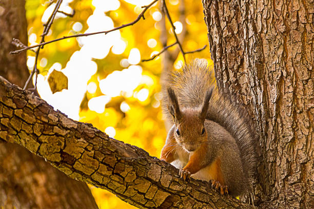 istock squirrel brown white fluffy tail sits on a tree branch winded cracked looking at viewer background wildlife 1079030850