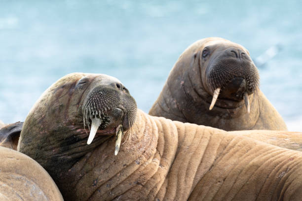 portret dwóch morsów na wyspach svalbard - svalbard islands zdjęcia i obrazy z banku zdjęć