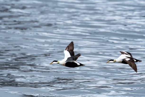 wspólny eider (kaczka) w powietrzu znajduje się na wyspach svalbard - svalbard islands zdjęcia i obrazy z banku zdjęć