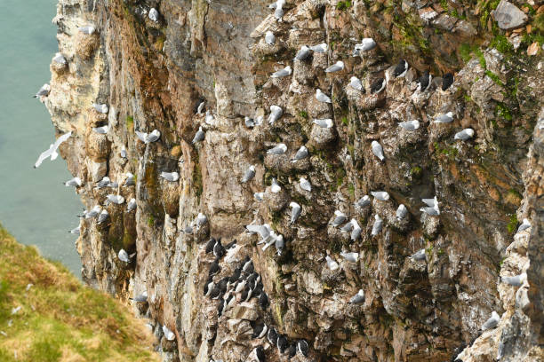 duża liczba mew glaucous gniazdowania na prins karls forland , wyspy svalbard - svalbard islands zdjęcia i obrazy z banku zdjęć