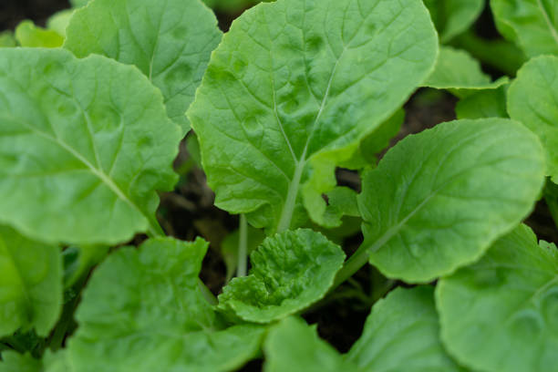 istock The baby lettuce 1079036174