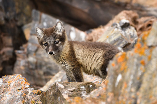 Front view of arctic fox cub, Svalbard Islands, Arctic, Longyearbyen, Northern Europe, Norway