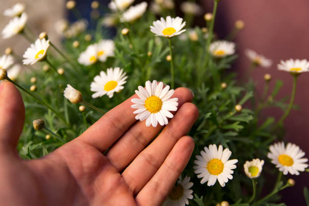 istock flowers of different colors 1079036858