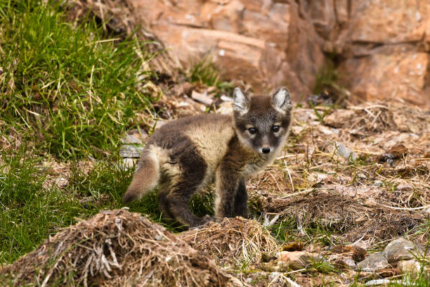 Side view of arctic fox cub, Svalbard Islands, Arctic, Longyearbyen, Northern Europe, Norway