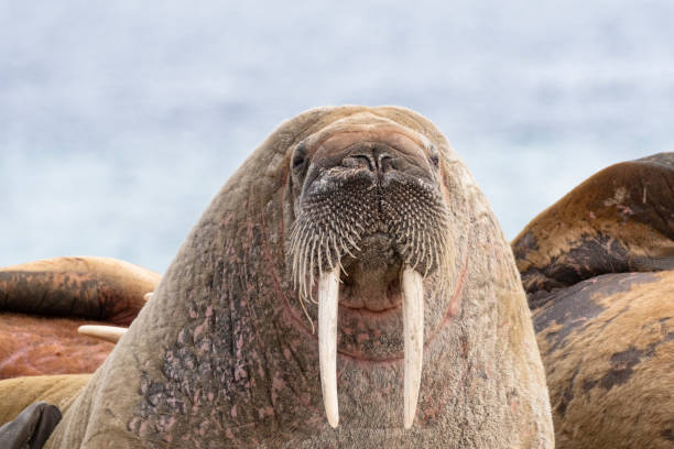 Portrait of Walrus Located in Svalbard Islands Front view of walrus, Svalbard Islands, Arctic, Longyearbyen, Northern Europe, Norway walrus stock pictures, royalty-free photos & images