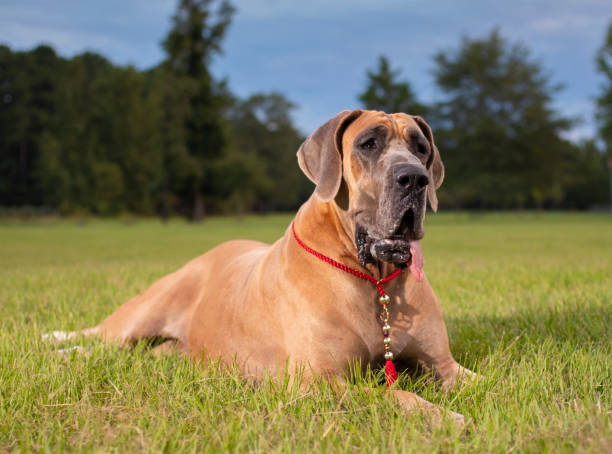 istock Obedient Great Dane purbred on a field 1079039356