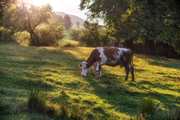 istock Cow at the pasture 1079039514