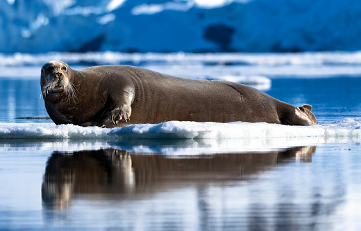 Bearded Seal on Ice, Arctic, North Pole, Spitsbergen, Svalbard Islands, Svalbard and Jan MayenGroup