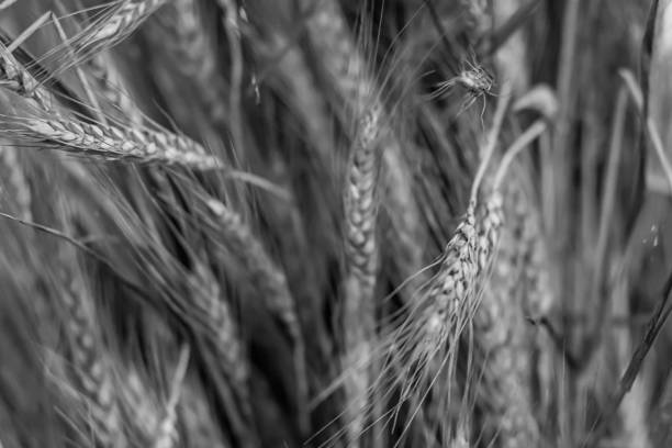 istock monochrome base substrate gray rustic design long ears pattern flora eco farm field crop production flour design 1079041264