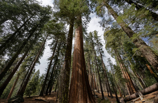 istock Sequoia tree roots in the General Grant Grove 1079047822