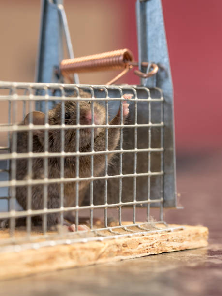 istock Little mouse sits trapped in a wire trap against blurred background 1079048130