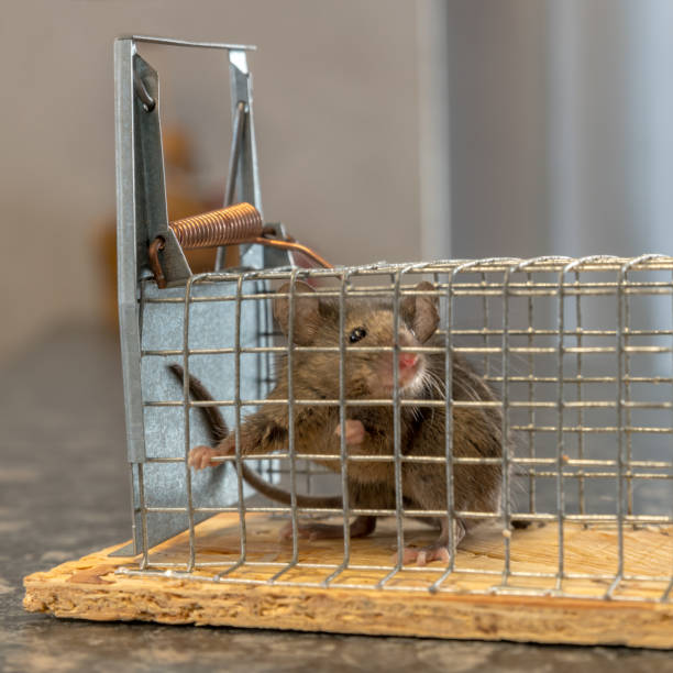 istock Little mouse sits trapped in a wire trap against blurred background 1079051166